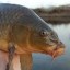 Carp Cult Icon
