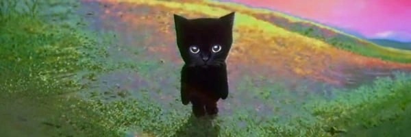 Bro the Cat Token Header