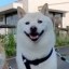 Cuddles Icon