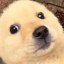 Baby Doge Icon