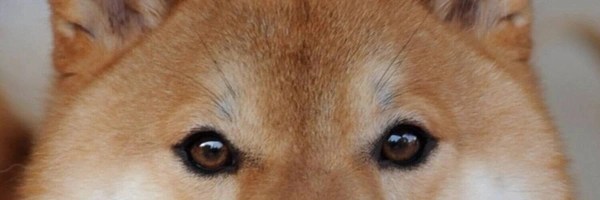 TAIKI INU Token Header