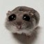 SAD HAMSTER Icon