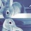 Alon's Rabbits Icon