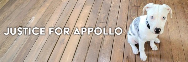 Apollo Token Header