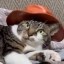 cat wif hat Icon
