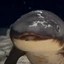Just A Chill Fish Icon