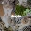 Famous Tiktok Rabbit  Icon