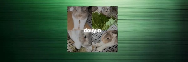 Famous Tiktok Rabbit  Token Header