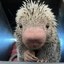 Rico The Porcupine Icon