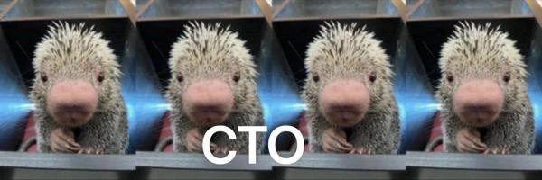 Rico The Porcupine Token Header