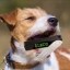 Ledger Dogg Icon