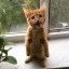 Smile Cat Icon