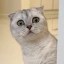 Viral TikTok Cat Icon