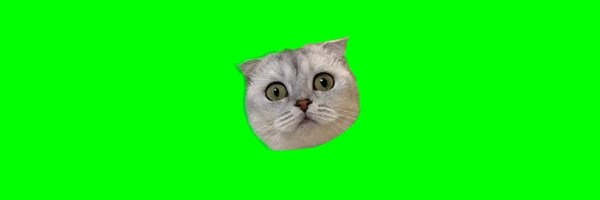 Viral TikTok Cat Token Header