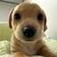 BILLY Icon