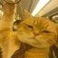 9-5 Cat Icon