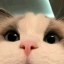 cat Icon