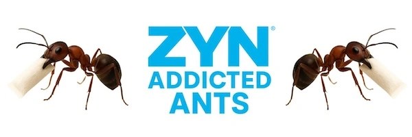 Zyn Addicted Ants Token Header