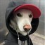 Dawg Icon