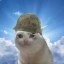 catsualty Icon
