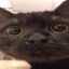 あおみね Icon
