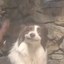 Ragebait dog Icon