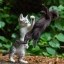 uppercat Icon