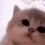 jam cat Icon