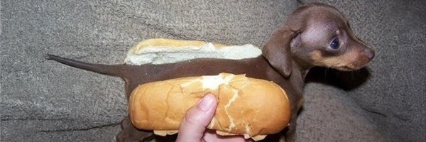 Hotdog Token Header