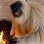 Yeti Vlogs Icon