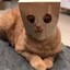 Cats out of the bag Icon