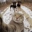Official Manny The Selfie Cat Icon