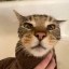 peanut the cat Icon