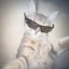 THE RIZZ CAT Icon