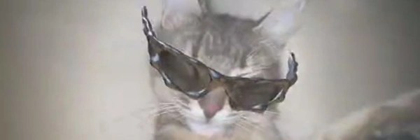 THE RIZZ CAT Token Header