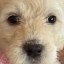 Never Goon Icon