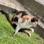 Viral Pooping Cat Icon