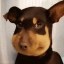 Bee Dog Icon
