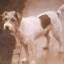 The First Trencher Dog Icon