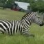 Ed the Zebra Icon