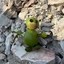 the last toy Icon