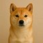 Shibai Icon