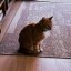 Ansem's Cat Icon
