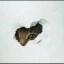 Lil Homie Clyde Icon