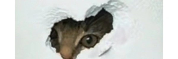 Lil Homie Clyde Token Header