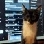 Crypto Analysis Technician Icon