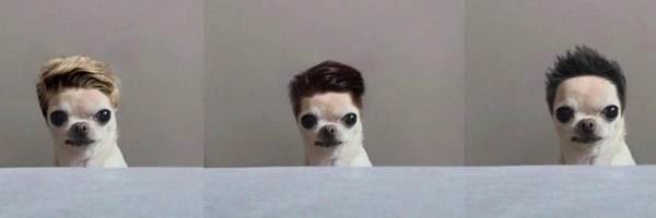 dogwifhair Token Header