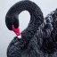 Black Swan Icon