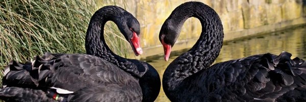 Black Swan Token Header