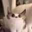meep Icon